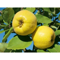 Weleda Neusspray Gencydo -Health Plus Verkoop 761884 3