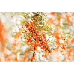 Weleda Elixer Bio Duindoorn -Health Plus Verkoop 995763 2