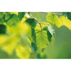 Weleda Berken Extract Bio -Health Plus Verkoop 995765 4